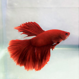 Betta splendens - Combattant mâle super rouge 5.00 cm