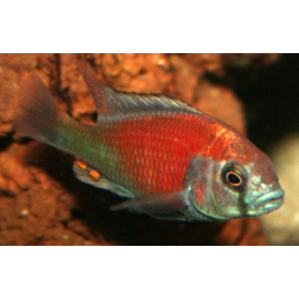 Haplochromis salmon  3-4 cm