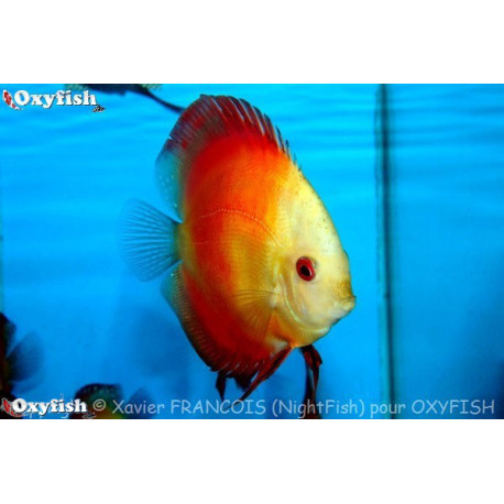 Symphysodon aequifasciatus - Discus red melon  4-5 cm