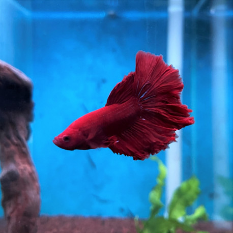 Betta splendens - Combattant mâle super rouge 5.00 cm