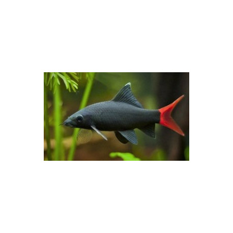 Labeo / Epalzeorhynchos bicolor - Requin noir à queue rouge  3-4 cm