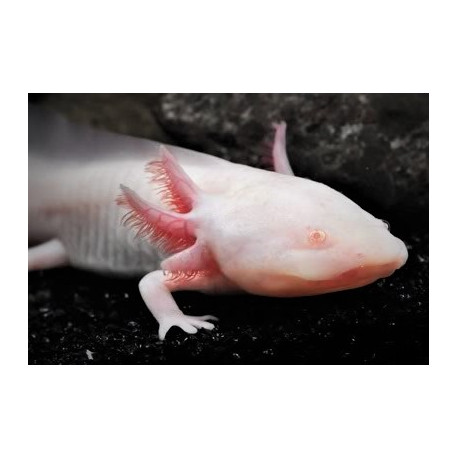 Axolotl albino yeux rouges 5-7 cm ambystoma mexicanum Elevage (copie)
