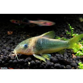 Corydoras aeneus gold stripe - Corydoras vert doré  2.5-3 cm