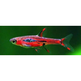 Rasbora Boraras brigittae...