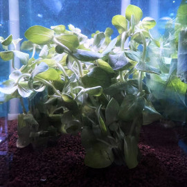 Bacopa caroliniana en bouquet