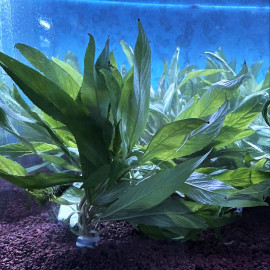 Hygrophila corymbosa angustifolia en bouquet