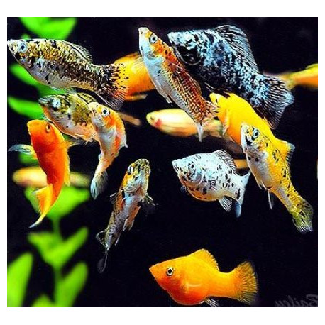 PROMO - LOT DE 5 Poecilia sphenops - Molly en assortiment 3.5-4.5 cm