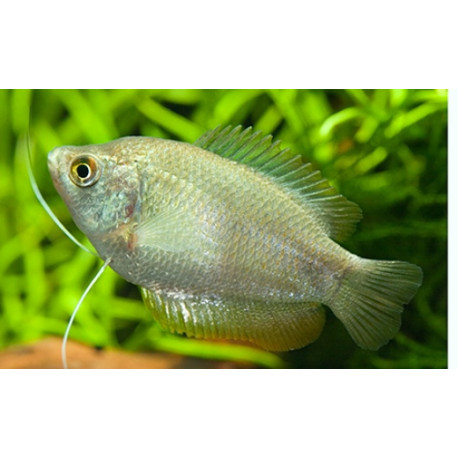 Colisa lalia - Gourami nain Femelle  4-4.5 cm