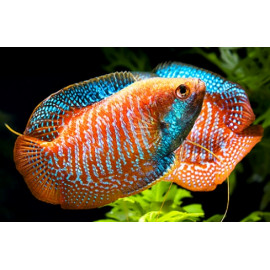 Colisa lalia rainbow - Gourami nain Mâle 4-4.5 cm