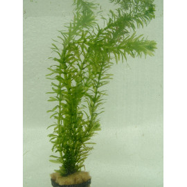 Elodea / Egeria densa - Elodée dense en bouquet