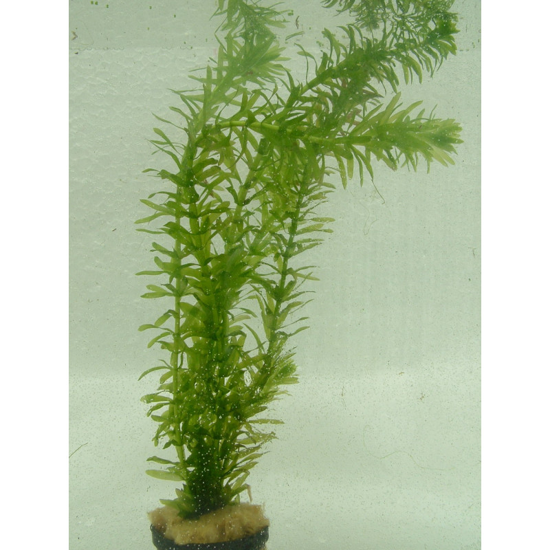 Egeria densa - Potée d'eau à feuilles denses - Anneau céramique