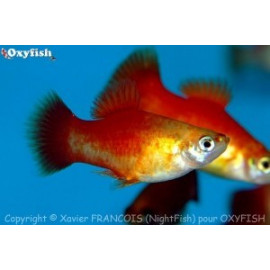 PROMO - LOT de 10 Xiphophorus maculatus - Platy en assortiment  3.5-4 cm