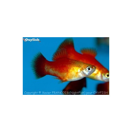 PROMO - LOT de 10 Xiphophorus maculatus - Platy en assortiment  3.5-4 cm