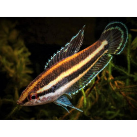 Parosphromenus deissneri - Gourami nain  2.50 cm