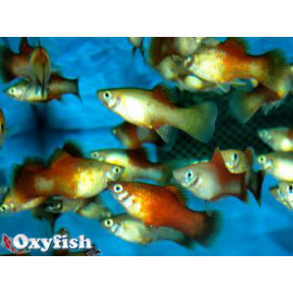 Xiphophorus maculatus - Platy apple 3.00 cm