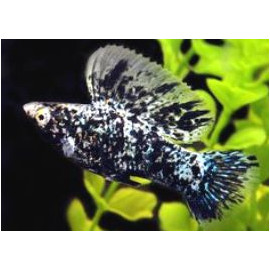 Poecilia sphenops / velifera Sailfin - Molly Sailfin en assortiment 5-6 cm