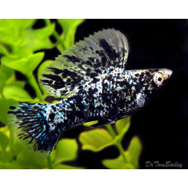 Poecilia sphenops / velifera Sailfin - Molly Sailfin en assortiment 5-6 cm