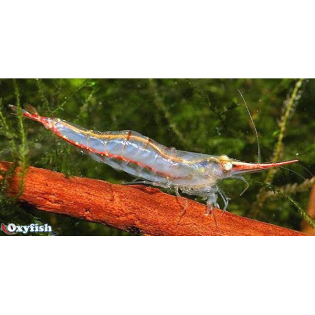 Caridina gracilirostris - Crevette Pinocchio  2.00 cm