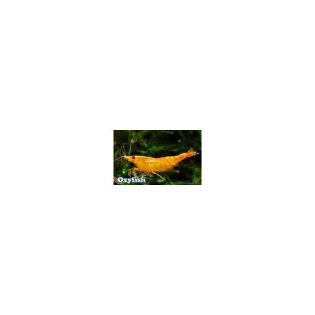 Neocaridina sp. - Crevette orange 2.00 cm