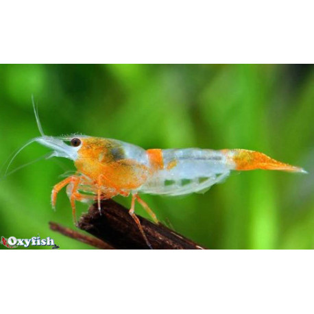 Neocaridina sp. - Crevette orange rili  1.5-2 cm