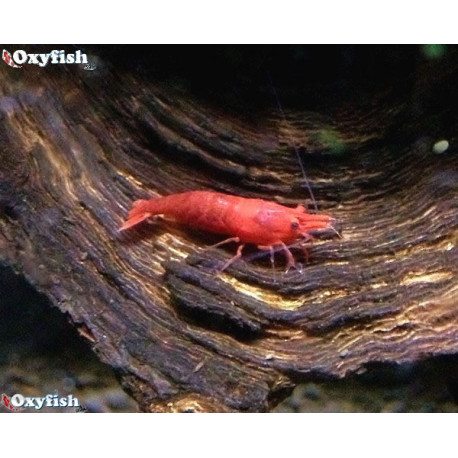 Neocaridina sp. Red Fire - Crevette rouge Feu 1.5-2 cm