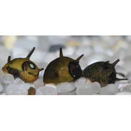Nerite sp. - Escargot à cornes 1-1.5 cm