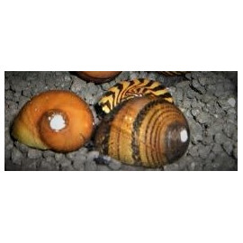 Nerite sp. - Escargot nain en assortiment  1-1.5 cm