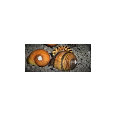 Nerite sp. - Escargot nain en assortiment  1-1.5 cm