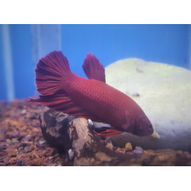 Betta plakat - Combattant Plakat mâle Super Rouge  3.5-4 cm