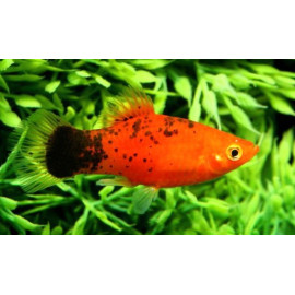 Xiphophorus maculatus - Platy Calico Rouge 3-3.5 cm