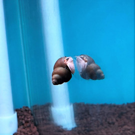 Bellamya dissimilis - Escargot marron 2.00 cm