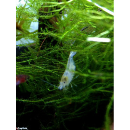 Neocaridina cf. zhangjiajiensis - Crevette white snowball 1.2-1.5 cm