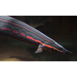 Mastacembelus erythrotaenia - Anguille de feu 18-20 cm