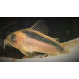 Corydoras rabauti 3.00 cm