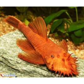 Ancistrus sp. Super Rouge 7-8 cm