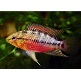 Apistogramma hongsloi II rouge 3-3.5 cm