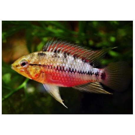 Apistogramma hongsloi II rouge 3-3.5 cm