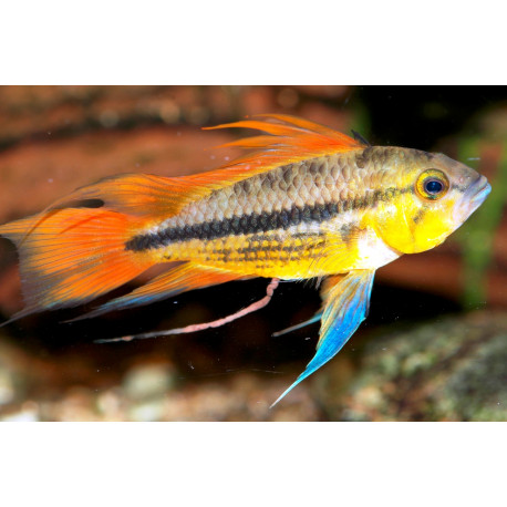 Apistogramma cacatuoides orange orange 4-4.5 cm