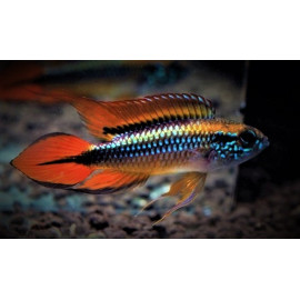 Apistogramma agassizi Super Rouge  3.5-4 cm