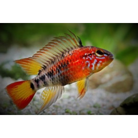 Apistogramma viejita super rouge 3-4 cm