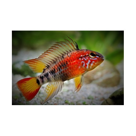 Apistogramma viejita super rouge 3-4 cm