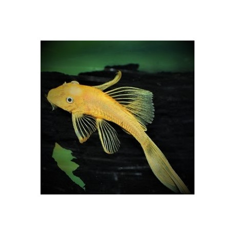 Ancistrus lemon orange L144  3-3.5 cm