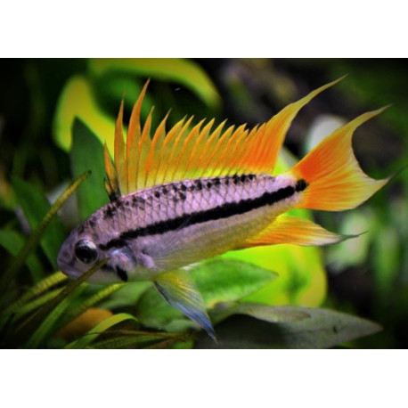 Apistogramma cacatuoides orange 3-4 cm