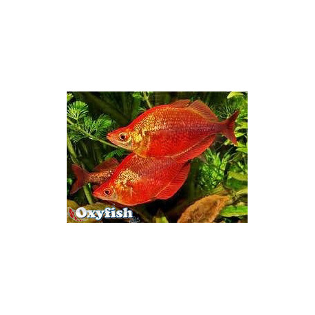 Glossolepis Incisus  - Arc-en-ciel Rouge  3-4 cm