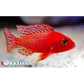 Aulonocara sp. Fire / Fire Fish 5-6 cm