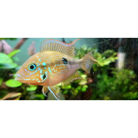 Thorichthys ellioti  4.00 cm