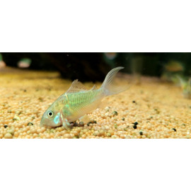 Brochis splendens - Corydoras vert émeraude  2.00 cm