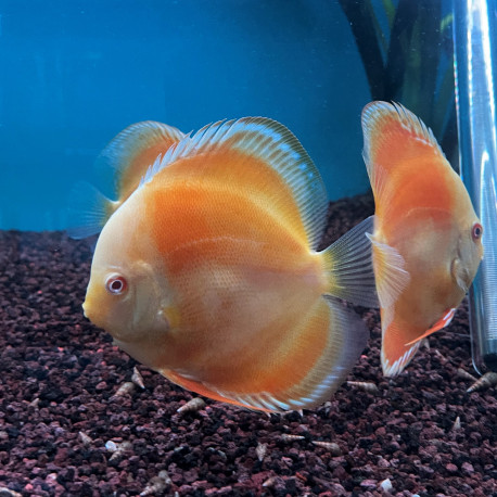 Symphysodon aequifasciatus - Discus albino golden 12.00 cm