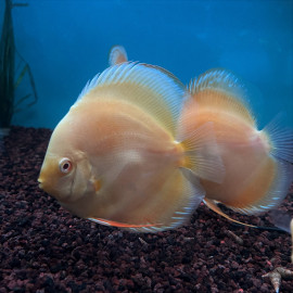 Symphysodon aequifasciatus - Discus albino golden 12.00 cm