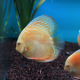 Symphysodon aequifasciatus - Discus albino solid golden 12.00 cm